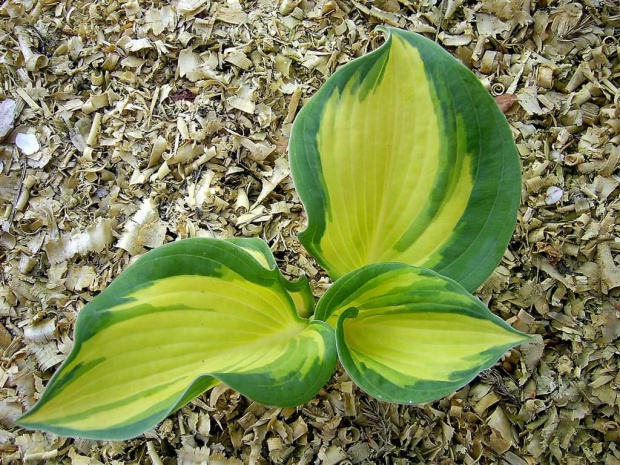 Piękna hosta 'Great Expectations' #Rosliny #FUNKIE #HOSTY #OGROD #przyroda