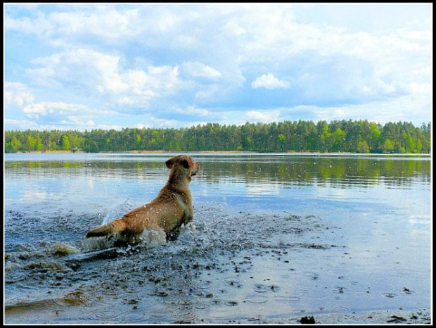 #labrador #pies