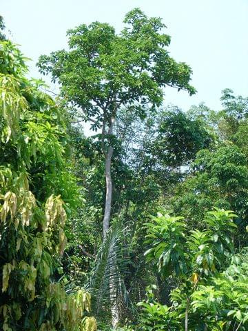 zdjęcie z okolic plantacji bananów na wzgórzu, Pulau Perentian Kecil (Wyspa Przystanek Mały)