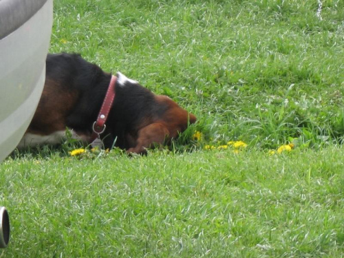 Spaaaać!!! #Basset #Ostrołęka #BassetHound #Boogie #pies