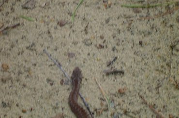 żmijka a na ostatnim ja:D
hahaha #GadyŻmija