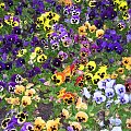 Kolorowo #kwiaty #bławatki #kwiat #kolorowo #piękno #przyroda