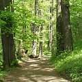 Las w Zagórzu Śląskim #las #zieleń #park #wiosna #drzewa #ZagórzeŚląskie