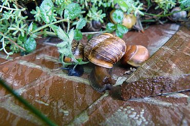 Miały takie tempo, że ledwo nadążyłam z fotografowaniem! #slimaki #WOgrodzie #roślinki #ZBliska