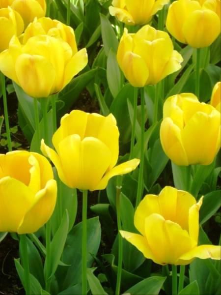 tulipanki #kwiaty