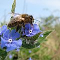Pszczoła (Apis) #przyroda #natura #zwierzęta #owady #pszczoły #makrofotografia