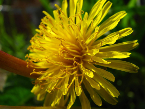 Mniszek pospolity (Teraxacum officinale) #przyroda #natura #rośliny #botanika #kwiaty #makrofotografia #MniszekPospolity #mlecz