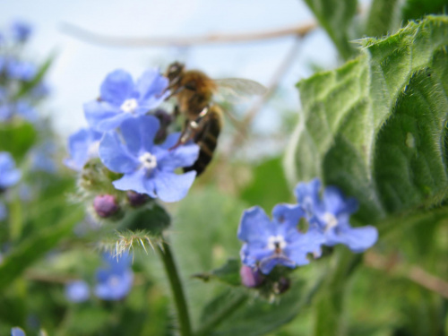 Pszczoła (Apis) #przyroda #natura #zwierzęta #owady #pszczoły #makrofotografia