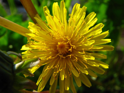 Mniszek pospolity (Teraxacum officinale) #przyroda #natura #rośliny #botanika #kwiaty #makrofotografia #MniszekPospolity #mlecz