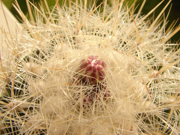 Thelocactus macdowelli