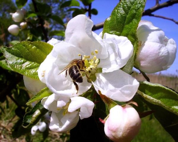 #wiosna #kwiat #pszczoła #natura