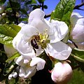 #wiosna #kwiat #pszczoła #natura