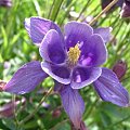 wiosna,2008 #kwiaty #ogród #wiosna