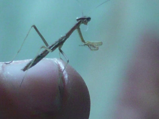 Tenodera aridifolia sinensis L1