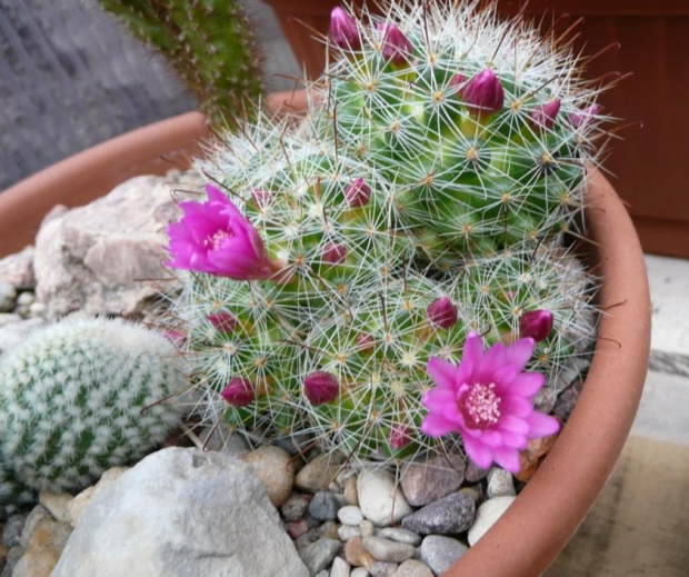 Mammillaria