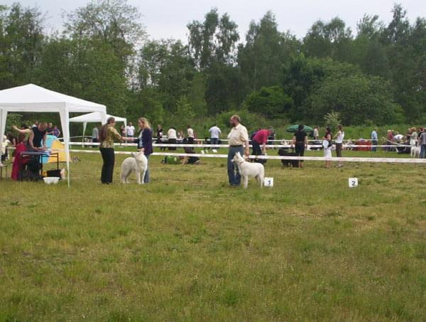 Wystawa psów Bytom