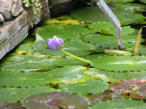 Warszawa-Ogród Botaniczny-18-05-2008.