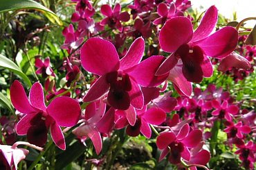 marzec 2008 #kwiaty #Singapur #orchidee #Azja