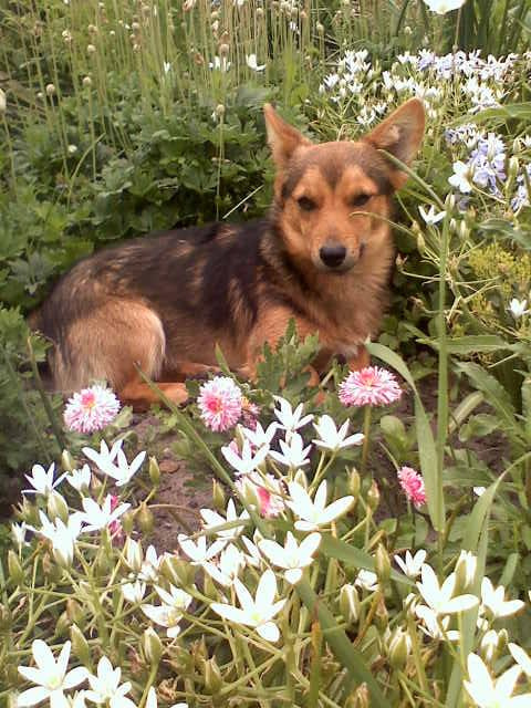 Cezar w moim ogródku #psy
