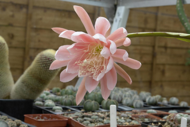 EPIPHYLLUM CHERUBIN #EPIPHYLLUM