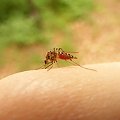 komar ssie krew, seria 10 zdjęć #komar #krew #człowiek
