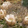 Gymnocalycium saglionis