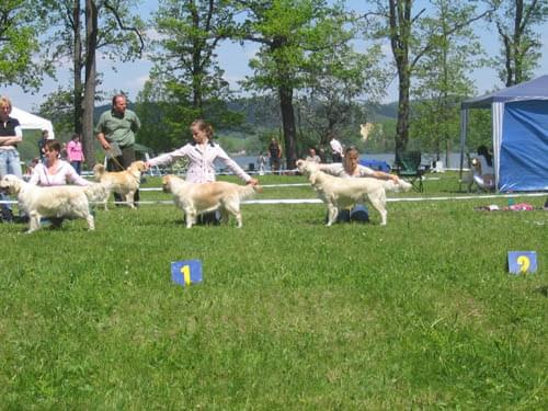 www.zlaty-retriever.unas.cz