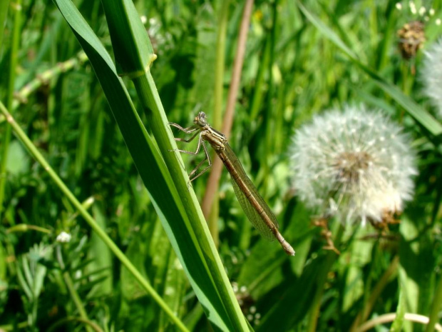 makro, ważka, owad