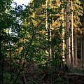 W lesie i "okolicach" #przyroda #natura #rośliny #botanika #las #drzewa