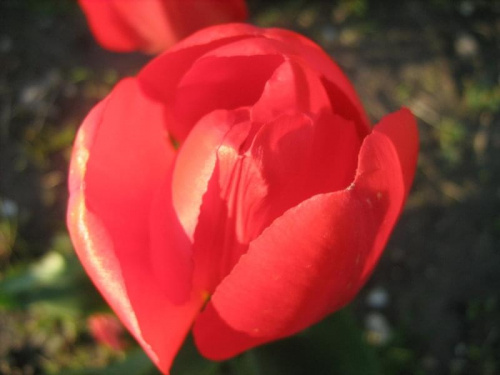 Tulipan #kwiaty