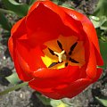 #Kwiat #Tulipan