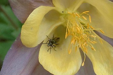 Mieszkancy mojego ogrodu #MÓJOGRÓD #owady #żyjątka #FAUNA #ROBAKI