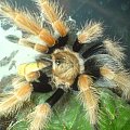 B.Boehmei L8