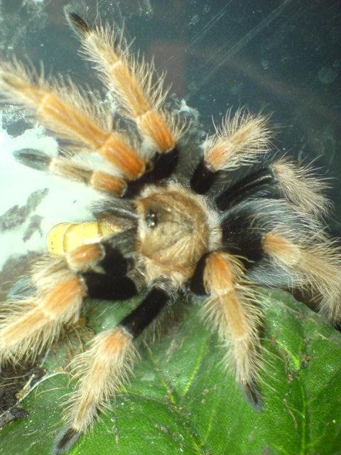 B.Boehmei L8