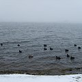Jezioro Kunickie koło Legnicy, zima 2007