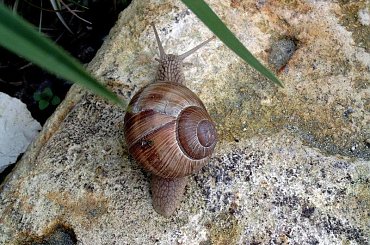 Mieszkancy mojego ogrodu #MÓJOGRÓD #żyjątka #slimaki #winniczek #FAUNA #zwierzeta