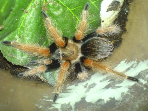 B.Boehmei L8