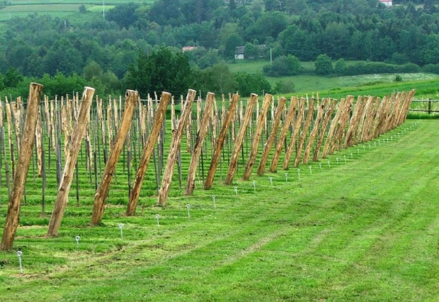 Słupki naciągowe - krańcowe - drewno akacjowe w winnicy.
