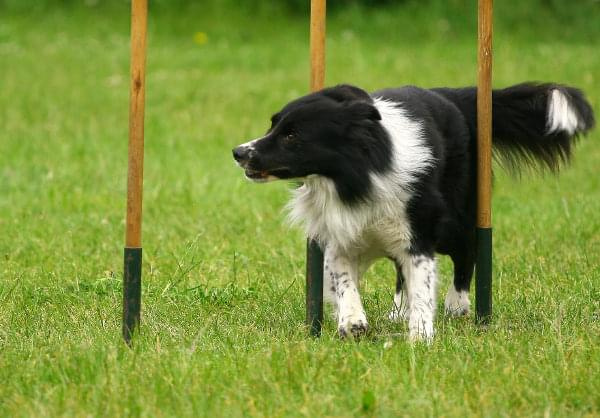 Zawody Agility 24.05.2008 Bydgoszcz PPA