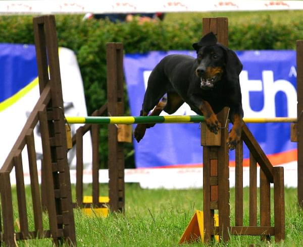 Zawody Agility 24.05.2008 Bydgoszcz PPA