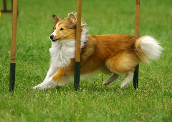 Zawody Agility 24.05.2008 Bydgoszcz PPA