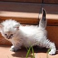 Koteczka Neva Masquarade szylkret pręgowana #Limetka #kociaki #kocięta #neva