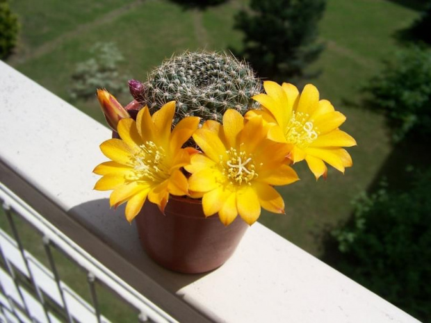 Rebutia spiderdaiana