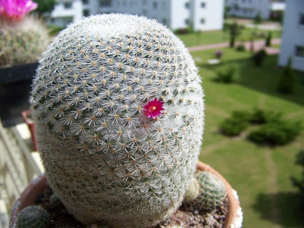 Mammillaria