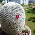 Mammillaria