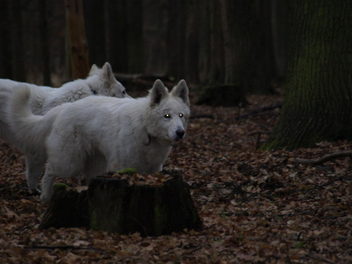 AWA-Aventia Fortunatus #BiałyOwczarekSzwajcarski