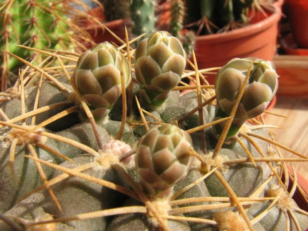 gymnocalycium capillaense