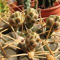 gymnocalycium capillaense