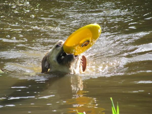 spotkanie labradorowe szczecin #SzczecinRetriever