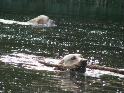 spotkanie labradorowe szczecin #SzczecinRetriever